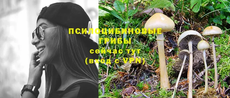 купить  цена  Белозерск  Псилоцибиновые грибы Psilocybe 